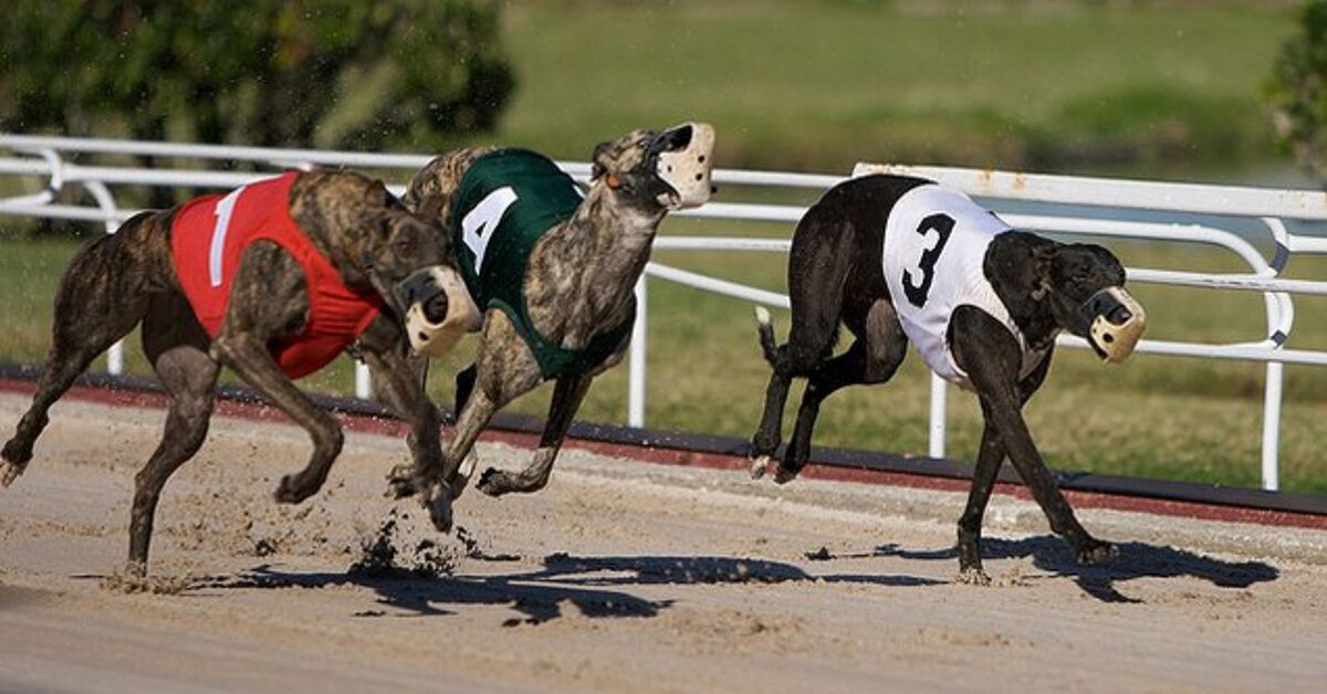 Greyhounds Racing Rabbit