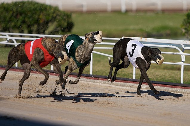 Aspca Greyhound Racing Shocking Stats Reveal The True Cost Of Greyhound Racing | PetGuide