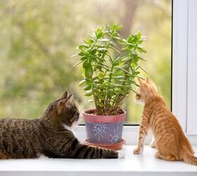 Top 5 Indoor Plants Poisonous To Cats
