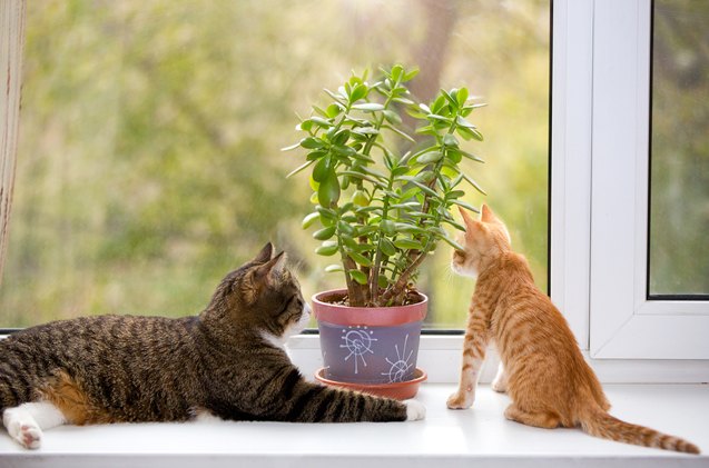 top 5 indoor plants poisonous to cats