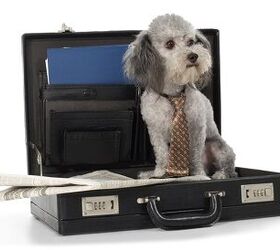 How To Convince Your Boss To Offer Pet Insurance