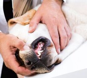 My Dog Has A Tooth Fracture – What Should I Do?