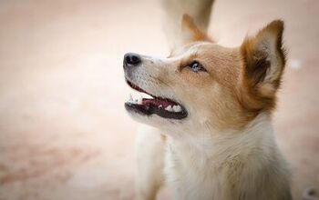 What You Need To Know About Hookworms In Dogs