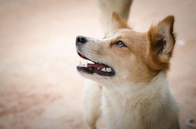 what you need to know about hookworms in dogs