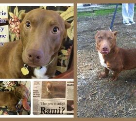 Shelter Sensation Rami The Pitbull/Dachshund Mix To Become Therapy Dog