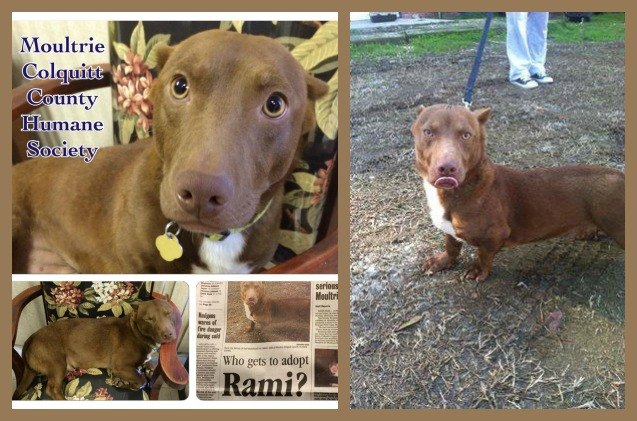 shelter sensation rami the pitbull dachshund mix to become therapy dog