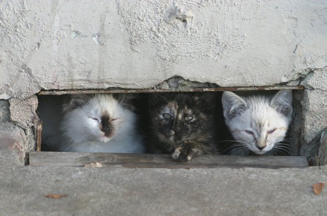 tnr what is it and how does it help feral cats