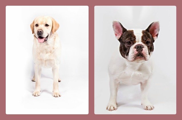 akc announces the most popular dogs in the u s for 2014
