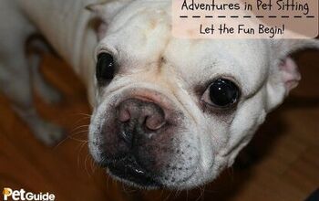 Adventures In Dog Sitting: Let The Fun Begin (Part 2)