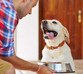 What You Need To Know About Dog Feeding Guidelines