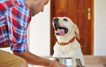 What You Need To Know About Dog Feeding Guidelines