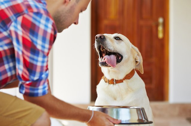 what you need to know about dog feeding guidelines