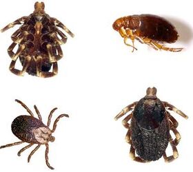 Flea And Tick Control: Fact Or Myth?