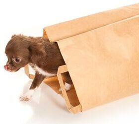 Ask The Hairy Dogfathers: Doggy Bag Deal Breaker?