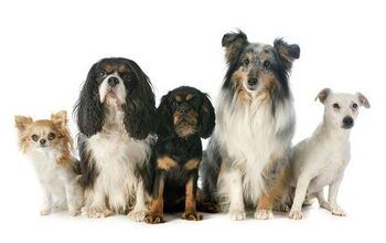 Researchers Say DNA Testing In Pedigree Dogs Not Enough