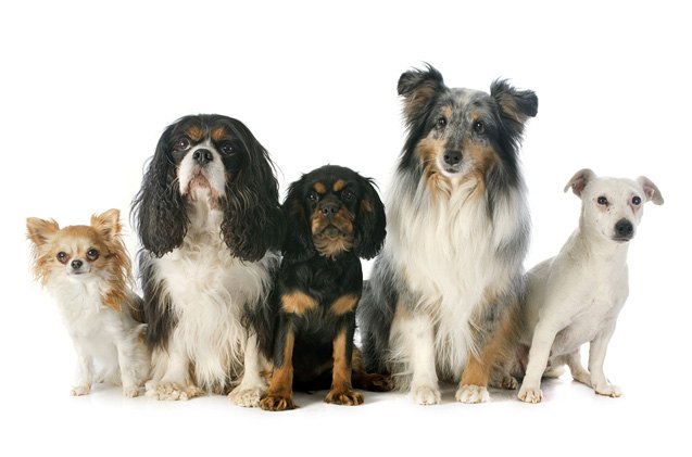 researchers say dna testing in pedigree dogs not enough