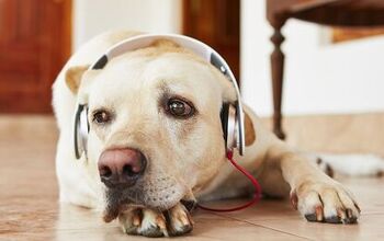Study Finds That Classical Music Calms Kennel Dogs