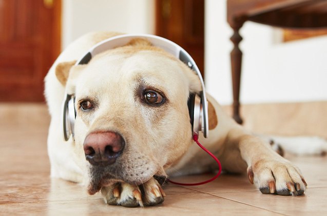 study finds that classical music calms kennel dogs