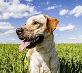 Gluten Allergies And Intolerance In Dogs