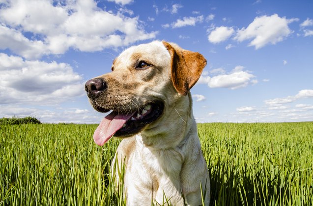 gluten allergies and intolerance in dogs