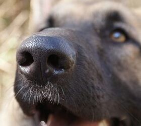 Amazing Rescue Dog Can Sniff Out Cancer In Humans
