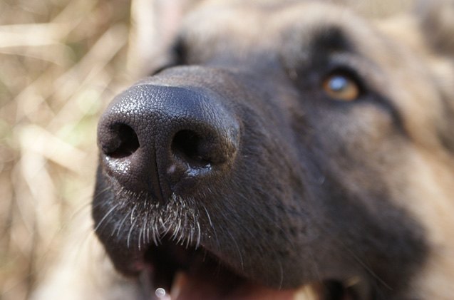 amazing rescue dog can sniff out cancer in humans