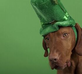 Raise A Pint To These Top Irish Dog Names