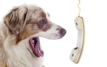 Phone Numbers Every Pet Parent Should Have On Hand