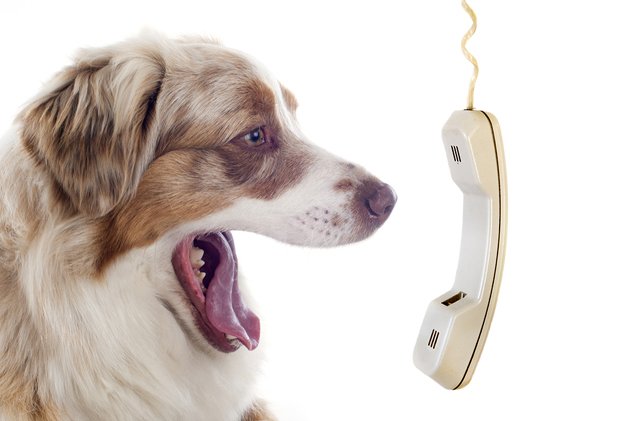 phone numbers every pet parent should have on hand