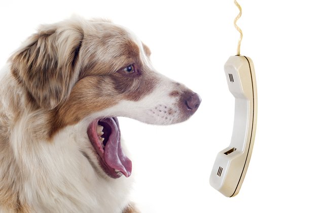 Phone Numbers Every Pet Parent Should Have On Hand PetGuide Phone Numbers Every Pet Parent Should Have On Hand PetGuide