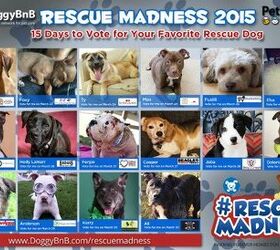 Get Caught Up In Rescue Madness This March As DoggyBnB Takes Over Inst