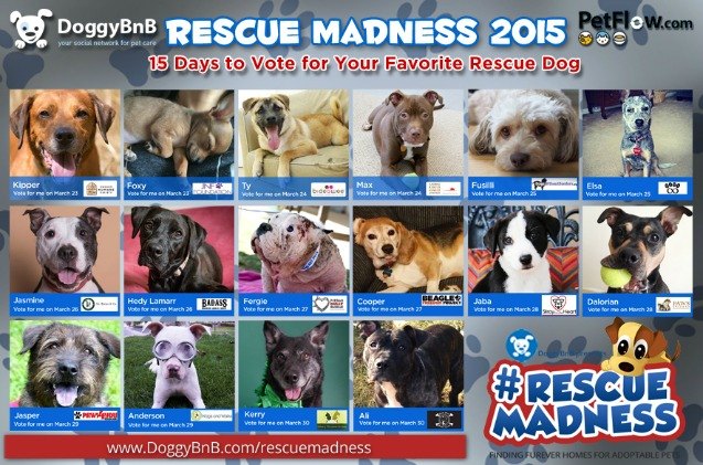 get caught up in rescue madness this march as doggybnb takes over instagram