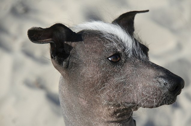 Most Rarest Dog Rarest Dog Breeds