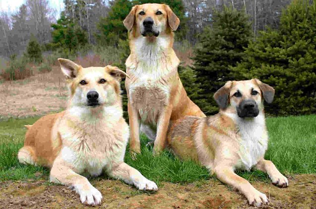top 10 rare dog breeds