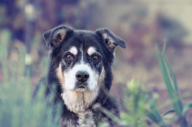 what you need to know about glaucoma in dogs