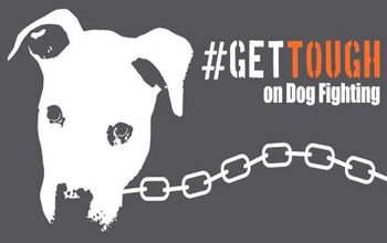 ASPCA Wants The Department of Justice To #GetTough On Dog Fighting Law