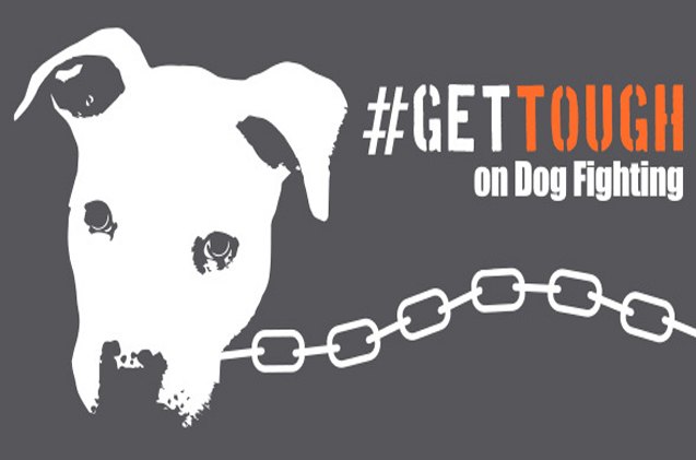 aspca wants the department of justice to gettough on dog fighting laws