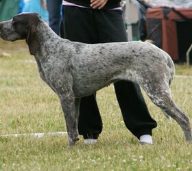 Spanish Pointer Dog Breed Information and Pictures - PetGuide