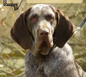 Spanish Pointer Dog Breed Information and Pictures - PetGuide | PetGuide