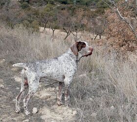 how much do burgos pointer puppies cost