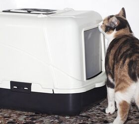 Cat Not Using Litter Box? These Tips May Clear The Air