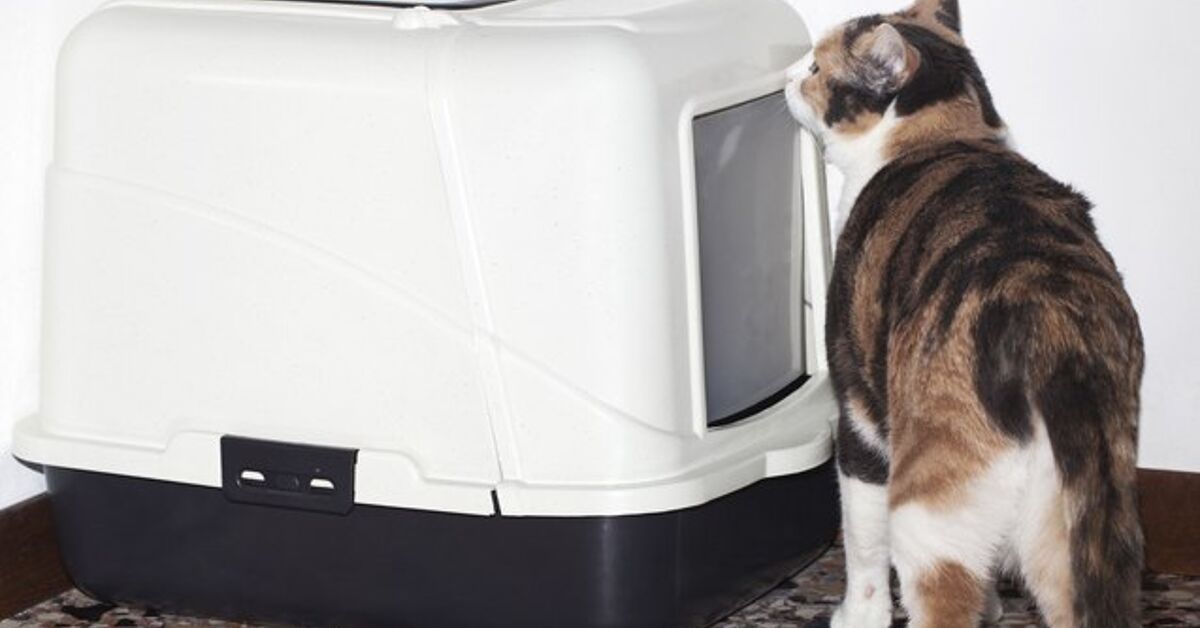 Cat Not Using Litter Box? These Tips May Clear The Air | PetGuide