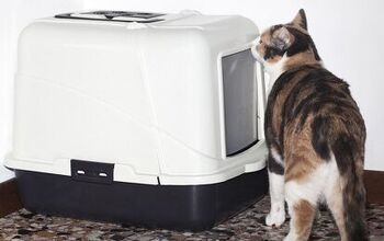 Cat Not Using Litter Box? These Tips May Clear The Air