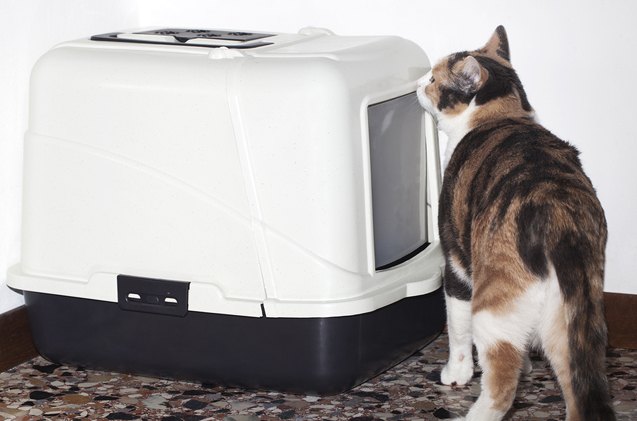 cat not using litter box these tips may clear the air