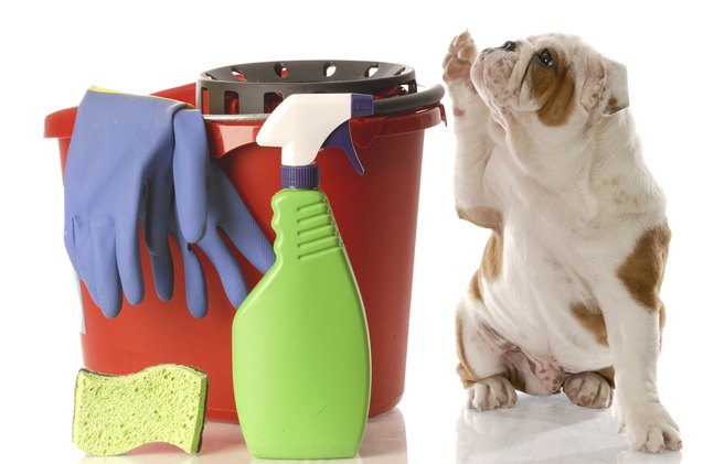 top 10 spring cleaning checklist for pet parents