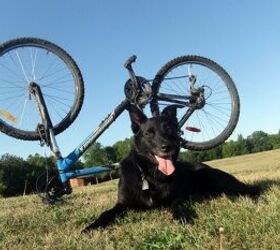 wheely good time how to cycle sanely and safely with your dog