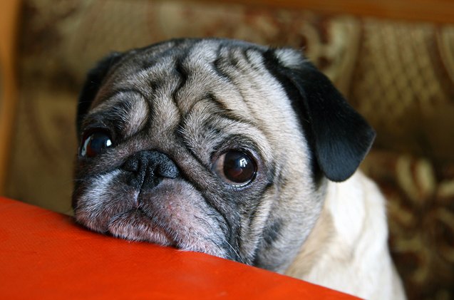 science proves humans are defenceless against the power of puppy dog eyes