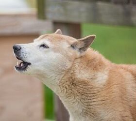 New Guinea Singing Dog