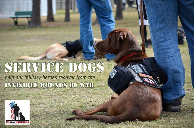 habri grants 42 000 to study effects of service dogs on war veterans