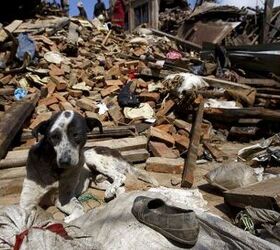 Animal Rescue Efforts Underway After Nepal Earthquake